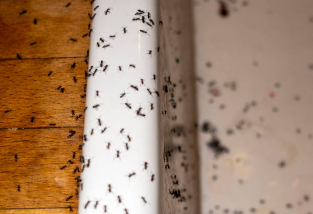Best Spider Control Near Me  in Senoia, GA